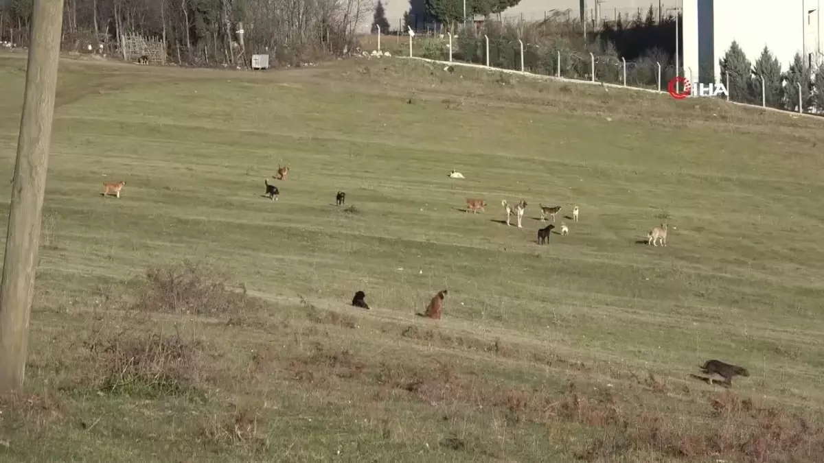 Samsun’da Başıboş Köpek İstilasına Tepki