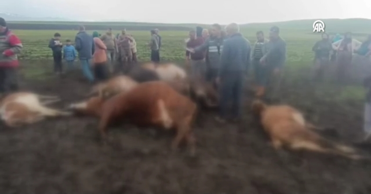 Kars’ta yıldırım isabet eden 2 çoban yaralandı, 10 büyükbaş hayvan öldü